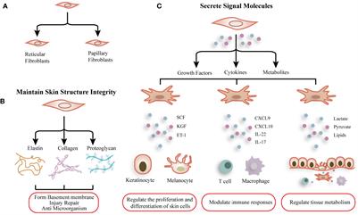 The role of dermal fibroblasts in autoimmune skin diseases